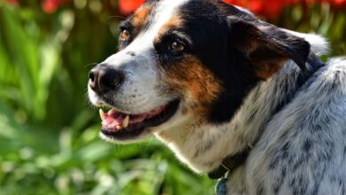 4 belangrijke zaken die bij de basisverzorging van je hond horen